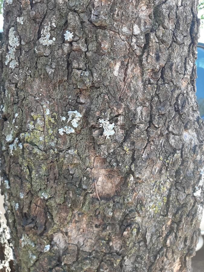 Lannea discolor bark