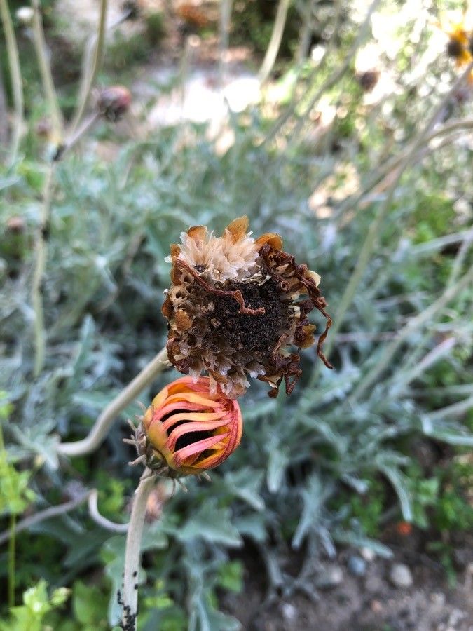 Arctotheca calendula fruit