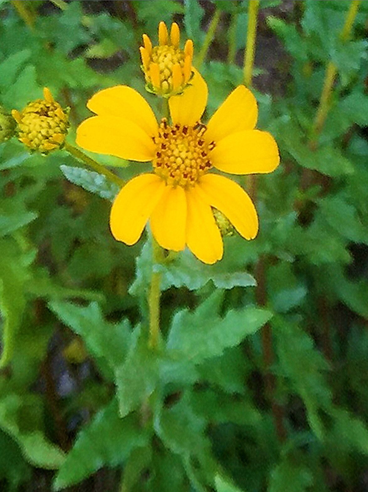 Bahiopsis laciniata — houseplant care guide