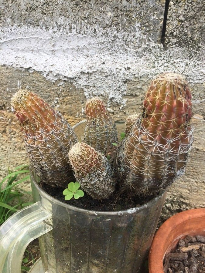 Echinocereus viridiflorus flower