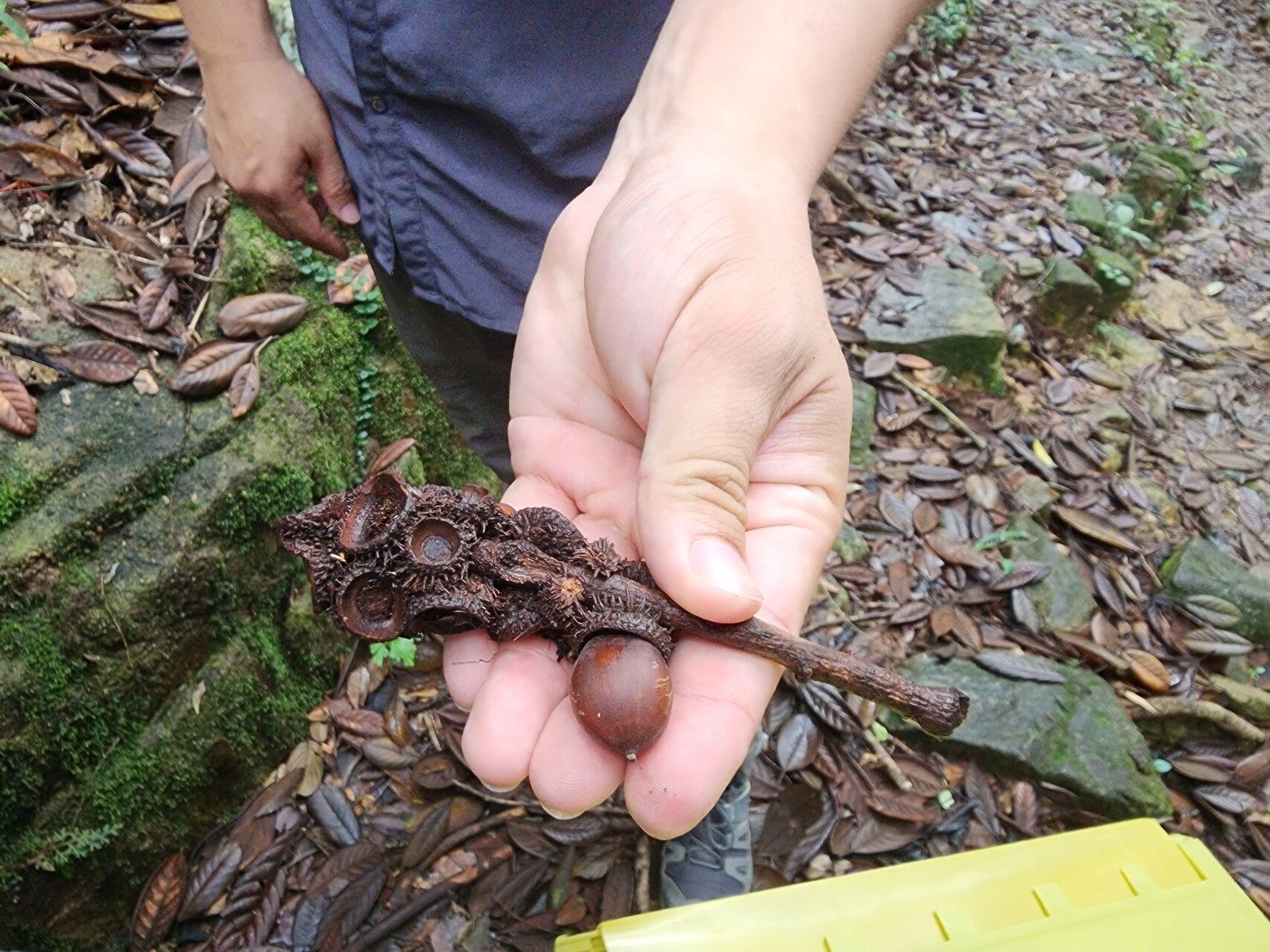 Lithocarpus haipinii fruit