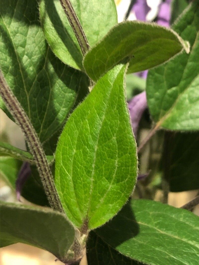 Clematis integrifolia