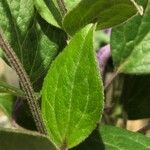 Clematis integrifolia