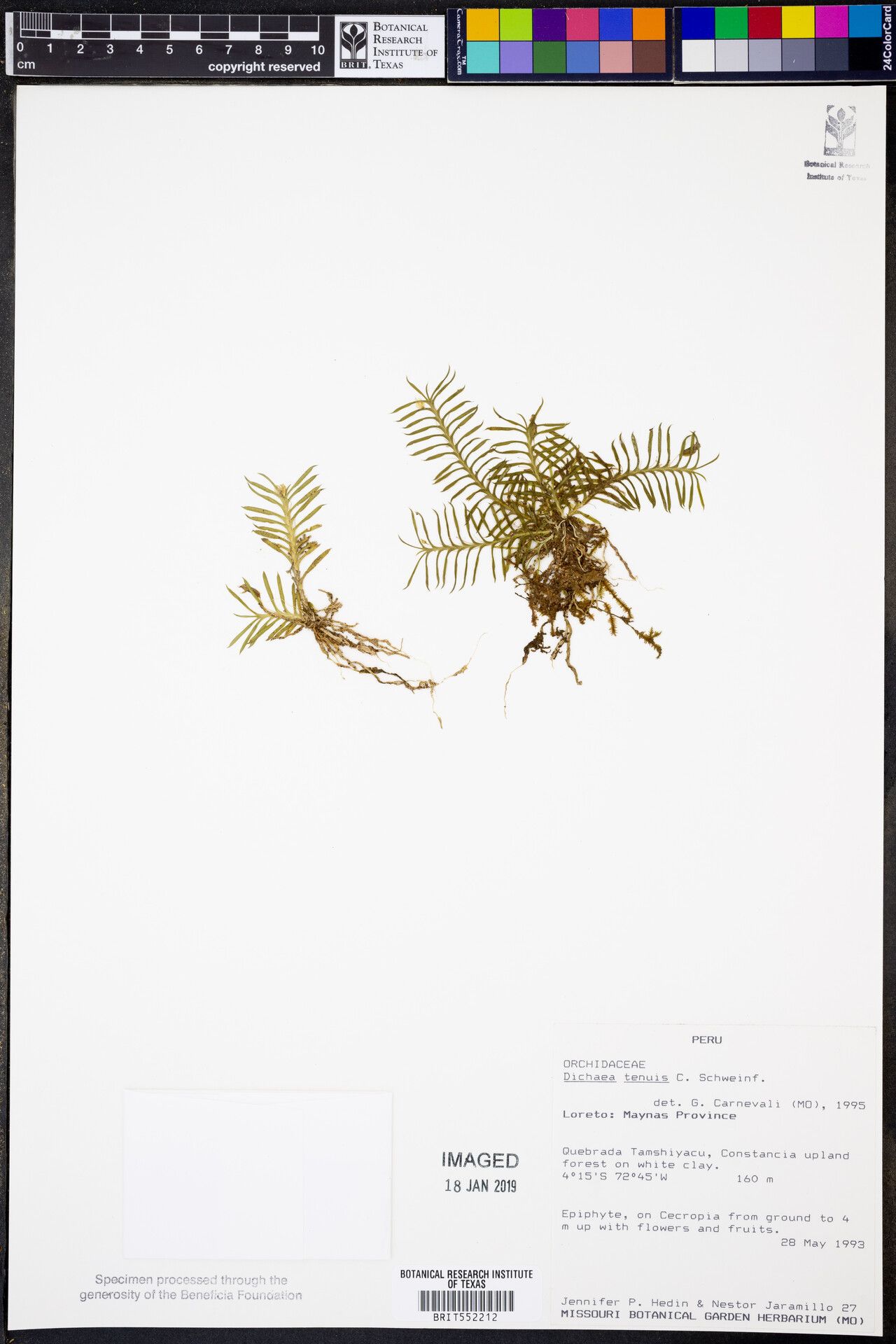 Dichaea tenuis — houseplant care guide