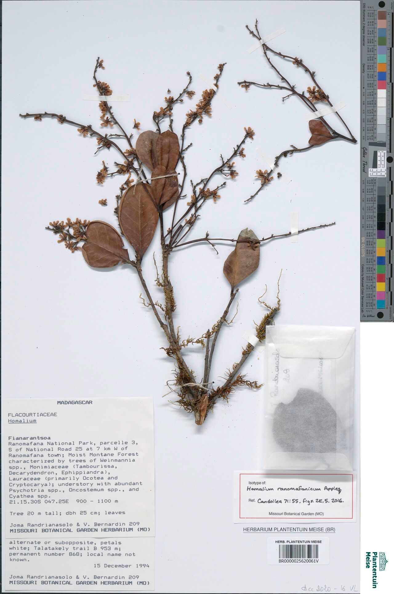 Homalium ranomafanicum — houseplant care guide