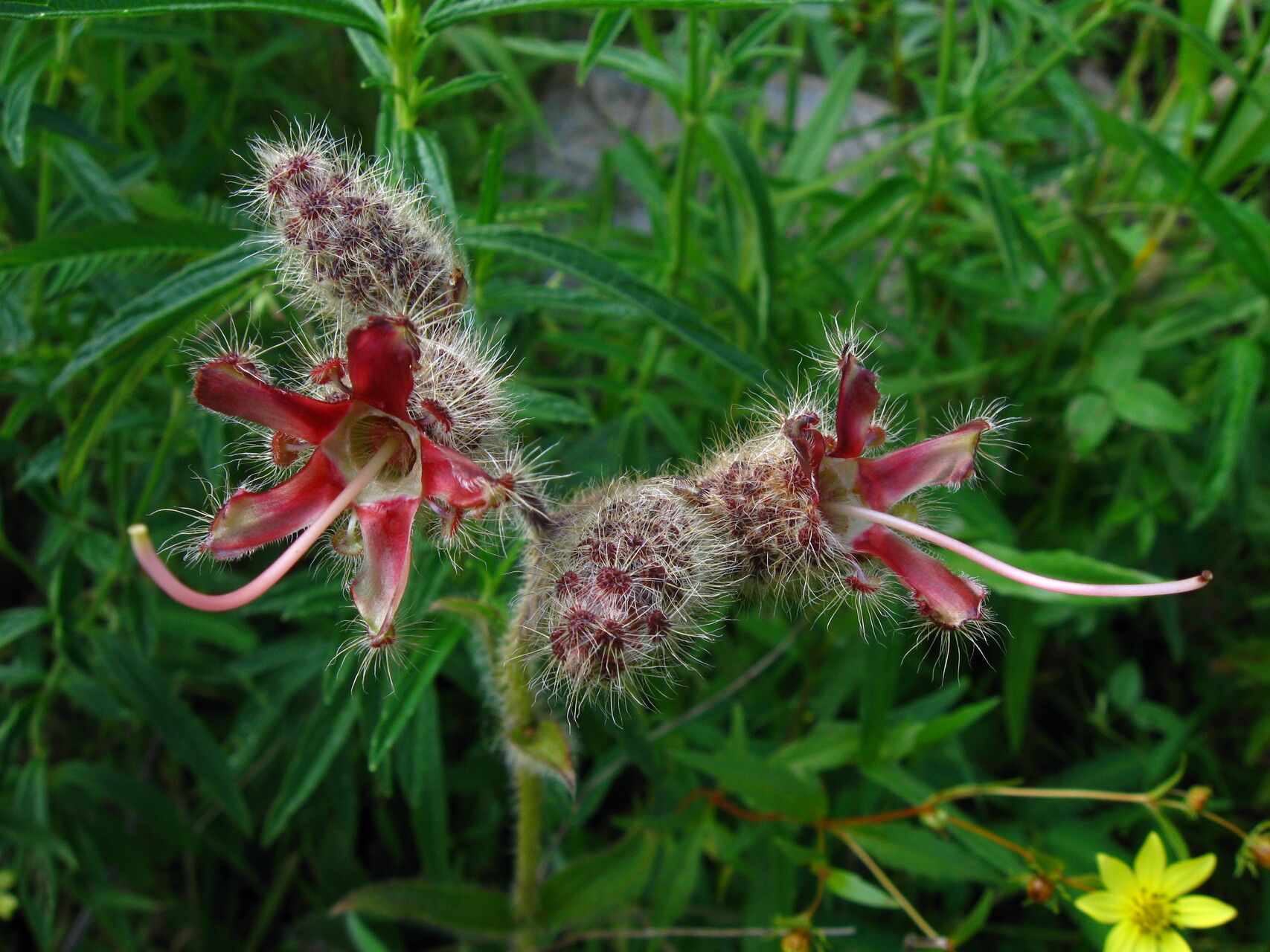 Dissotis longisetosa fruit