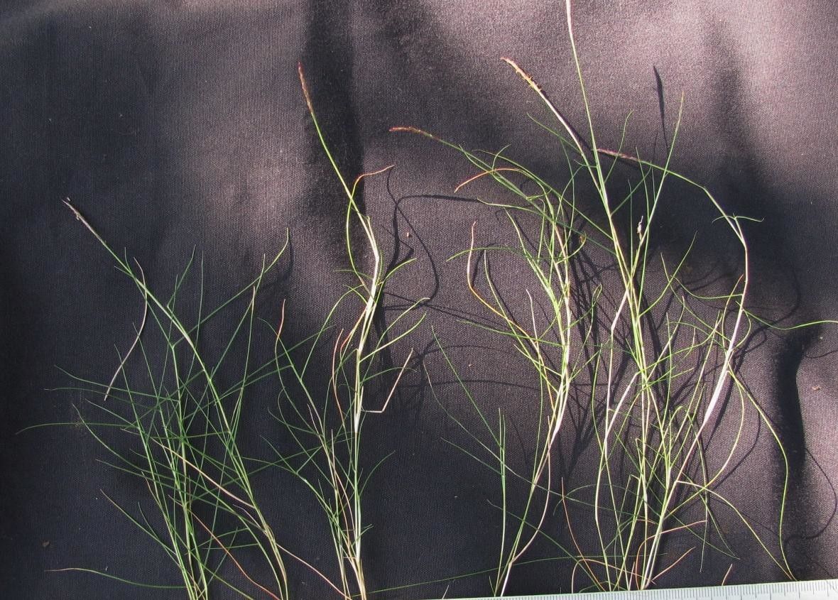 Zoysia matrella habit