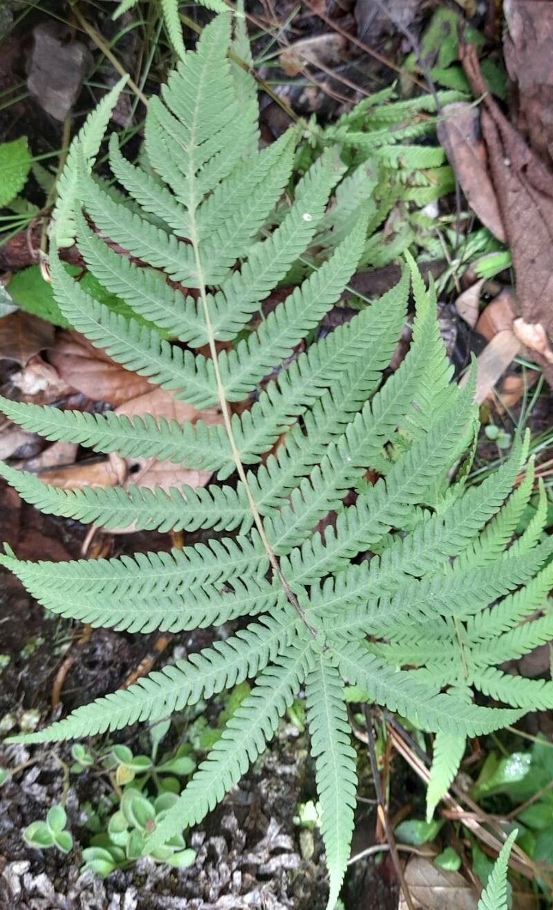 Thelypteris kunthii — search result for 'Thelypteris'