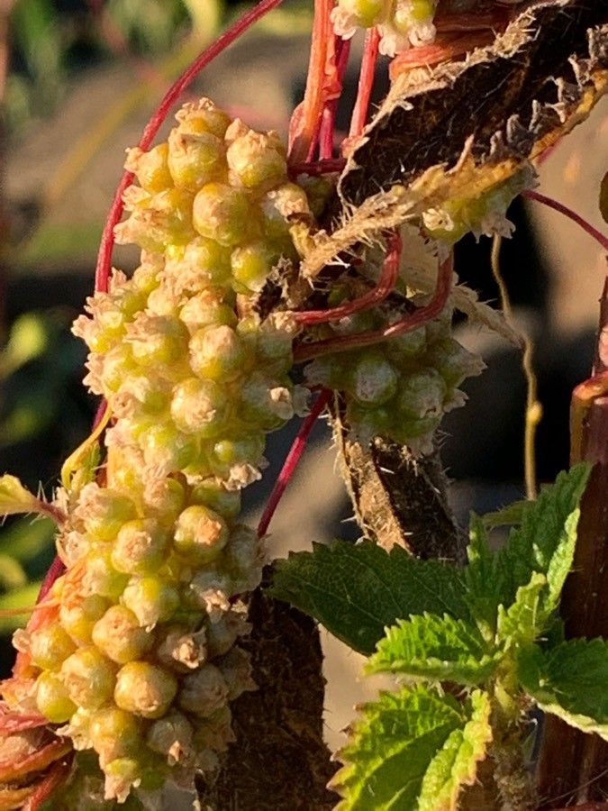 Cuscuta europaea flower