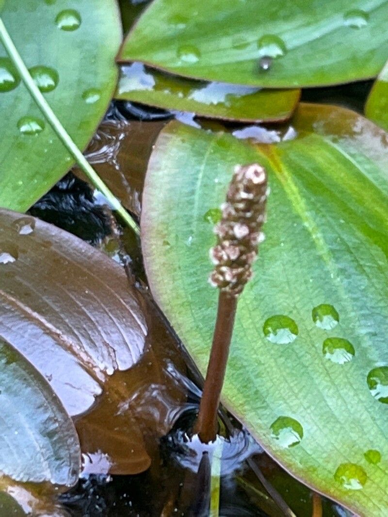 Potamogeton polygonifolius flower