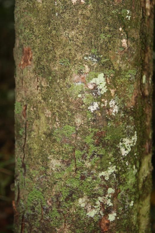 Talisia simaboides bark