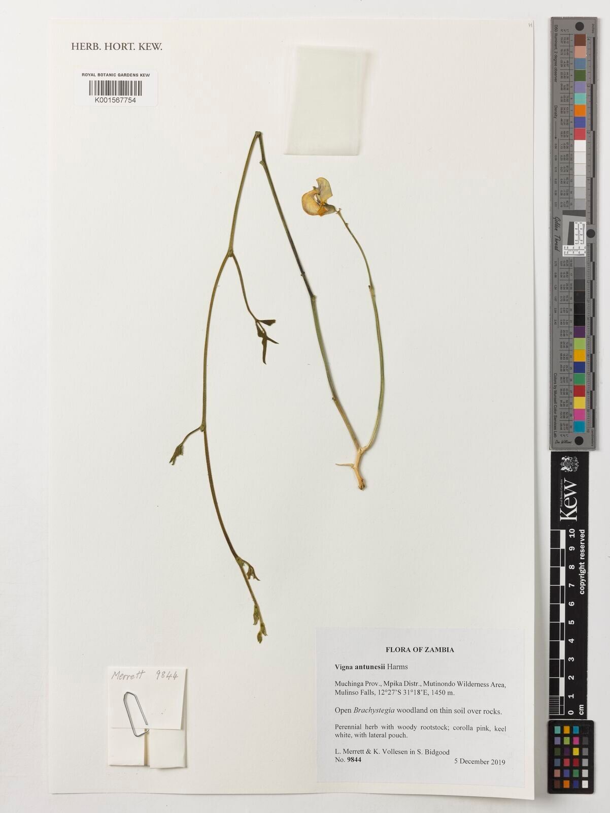 Vigna antunesii — houseplant care guide