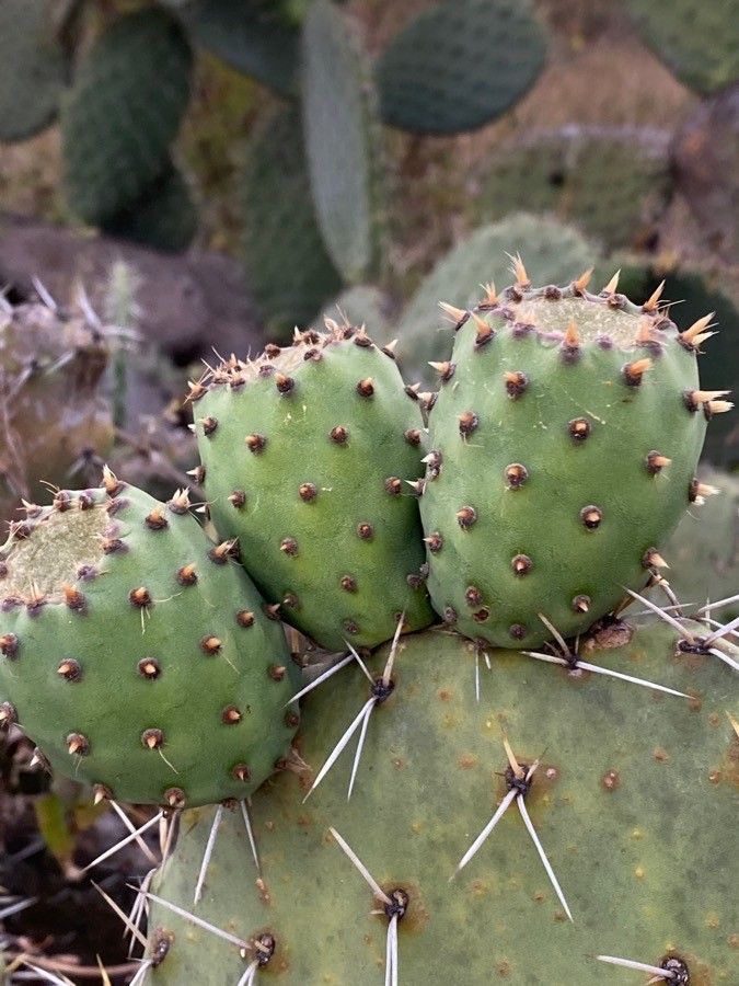 Opuntia vulgaris fruit