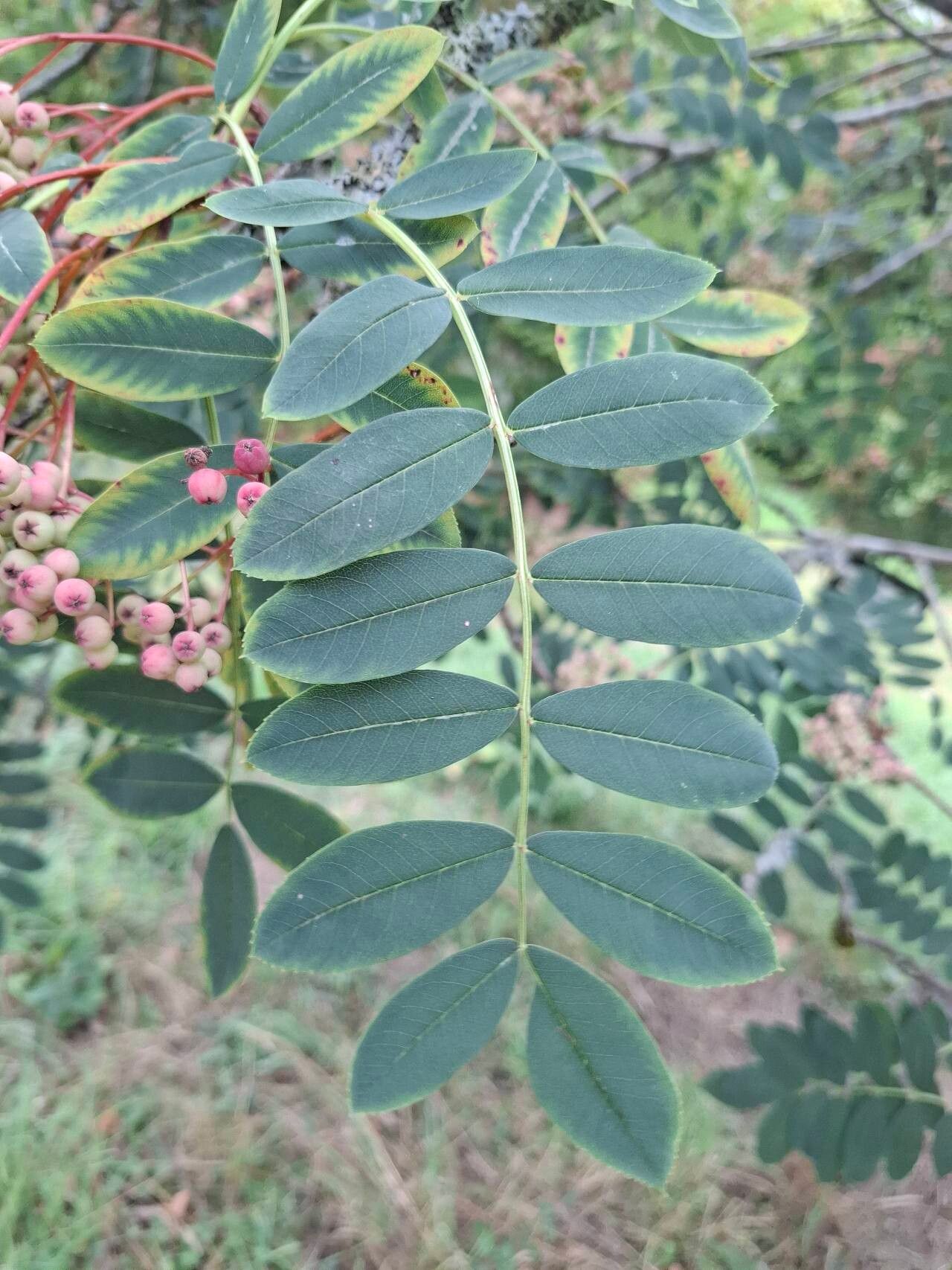 Sorbus pseudohupehensis — houseplant care guide