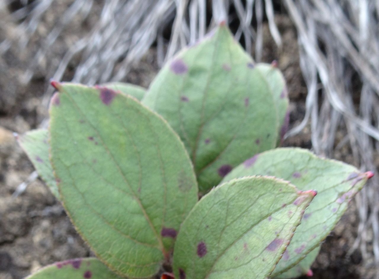 Gaultheria sclerophylla leaf