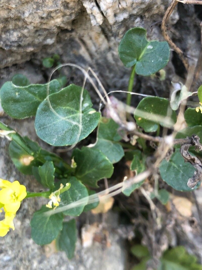 Barbarea rupicola leaf