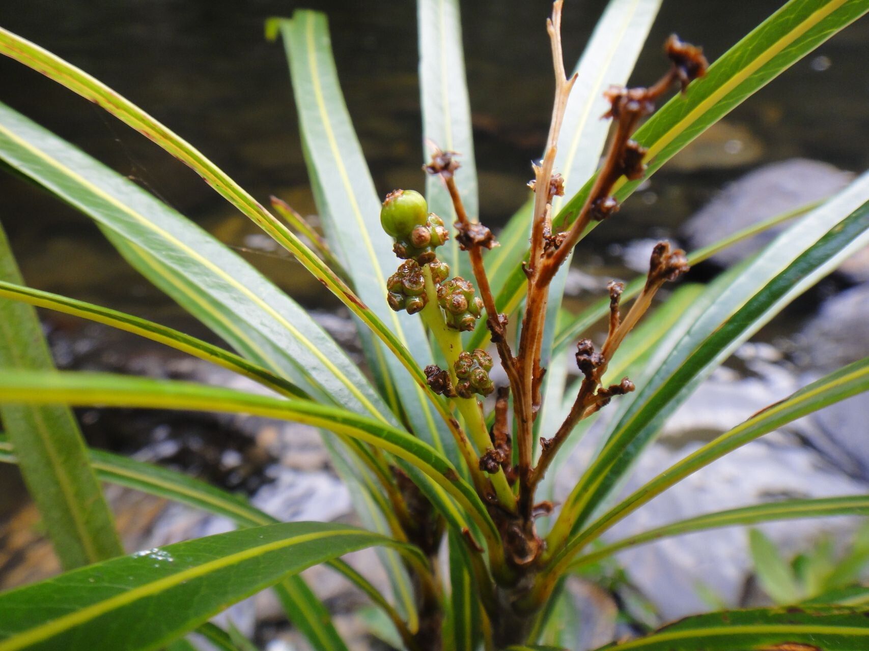 Meryta rivularis — houseplant care guide