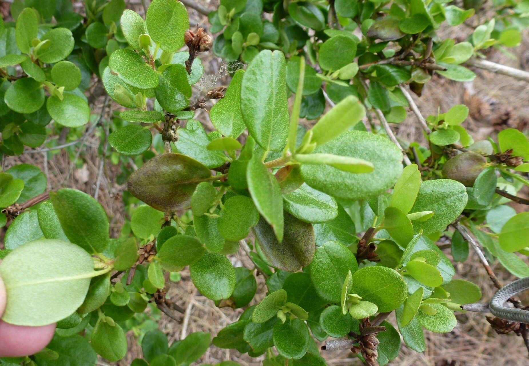 Rhododendron sichotense leaf
