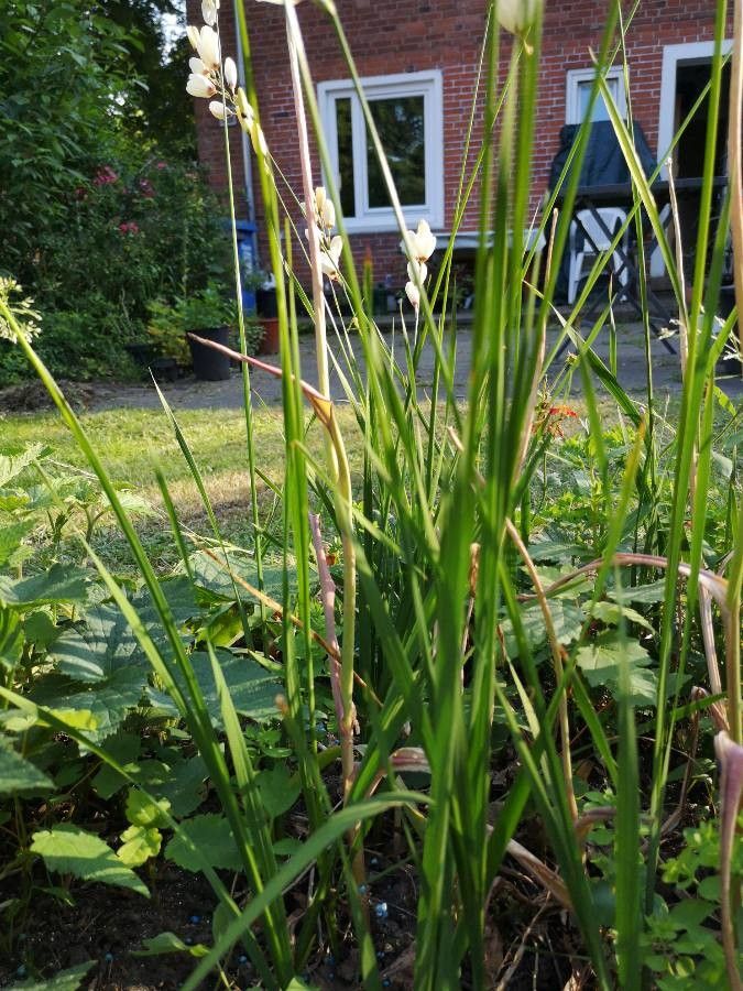Ixia maculata — search result for 'Iridaceae'