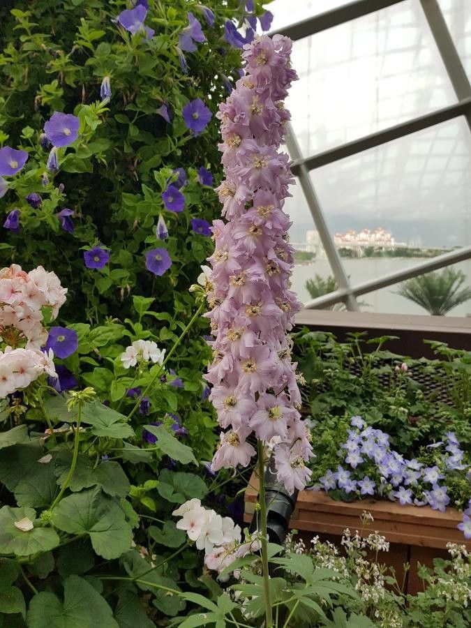 Delphinium spp. flower