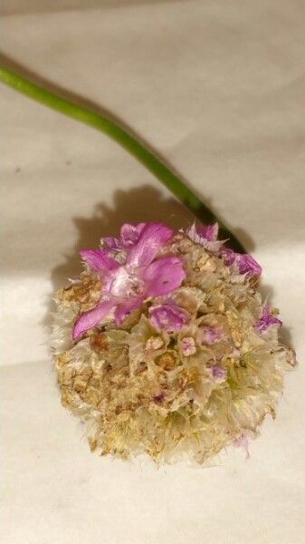 Armeria maritima fruit