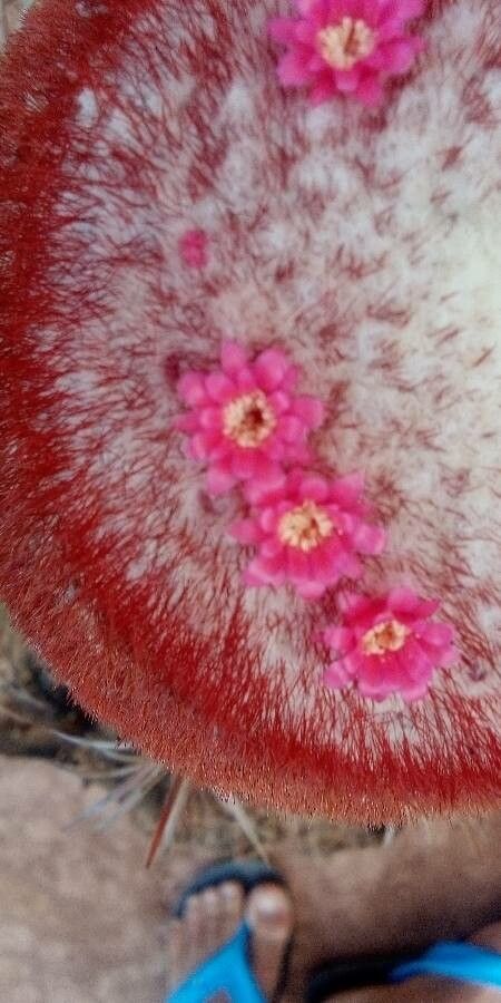 Melocactus bahiensis flower