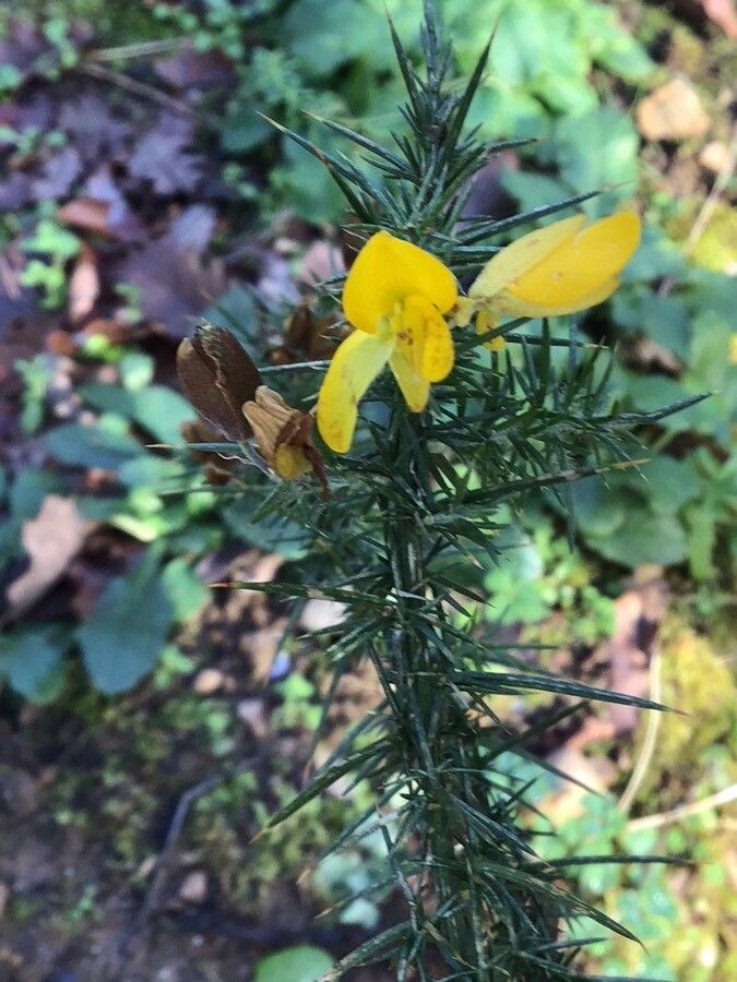 Ulex cantabricus flower