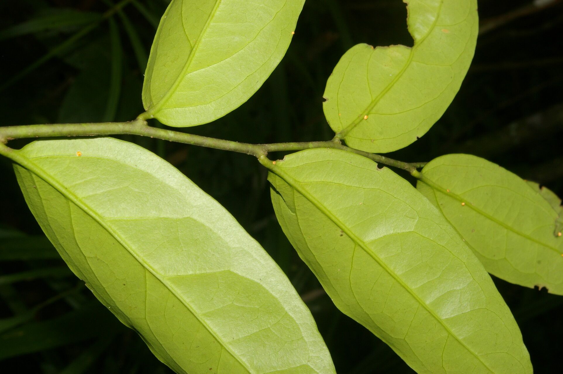 Schoepfia macrophylla leaf