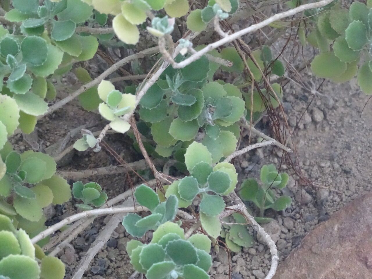 Kalanchoe millotii bark