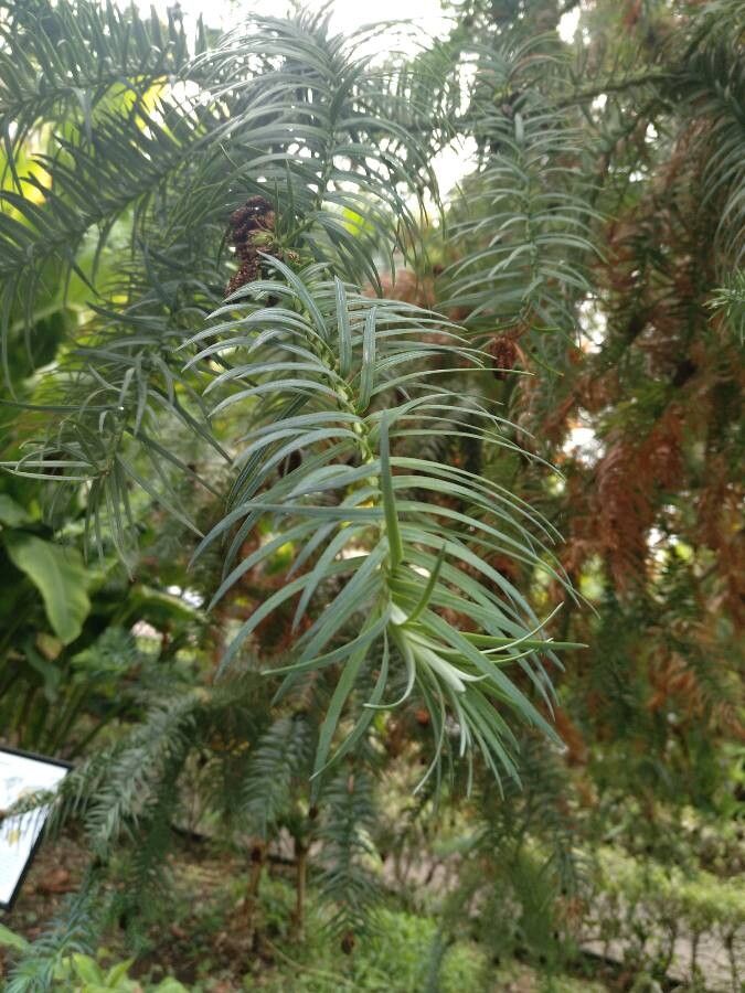 Cunninghamia konishii — search result for 'Cupressaceae'