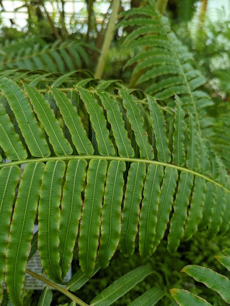 Ptisana fraxinea — related species from the same genus