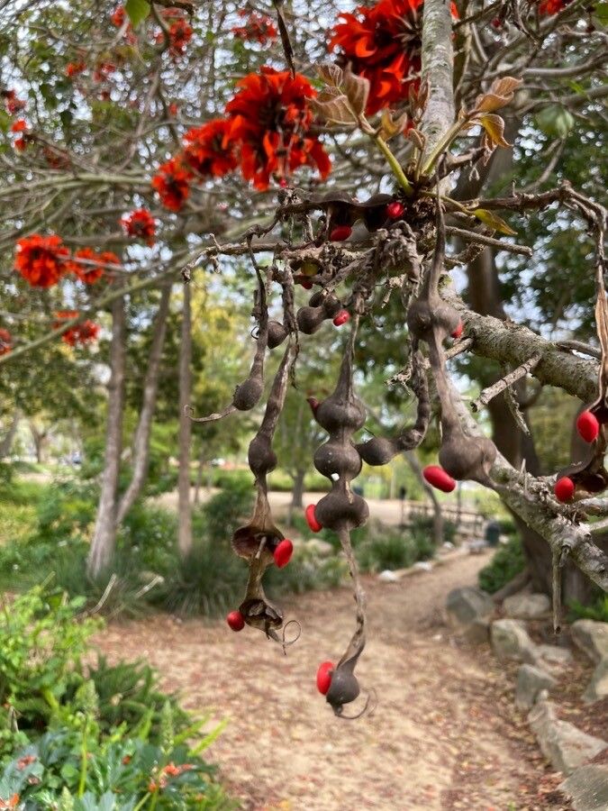 Erythrina caffra fruit