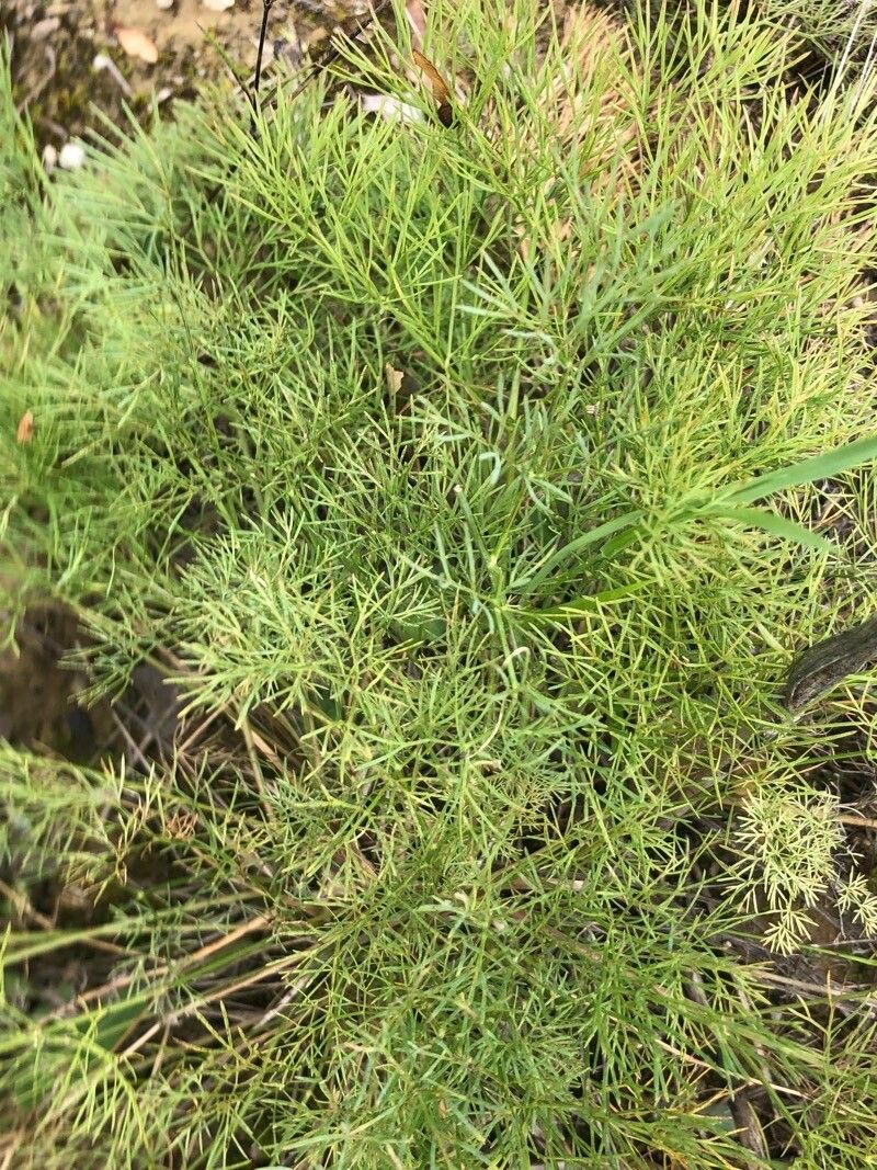 Seseli pallasii — search result for 'Seseli'