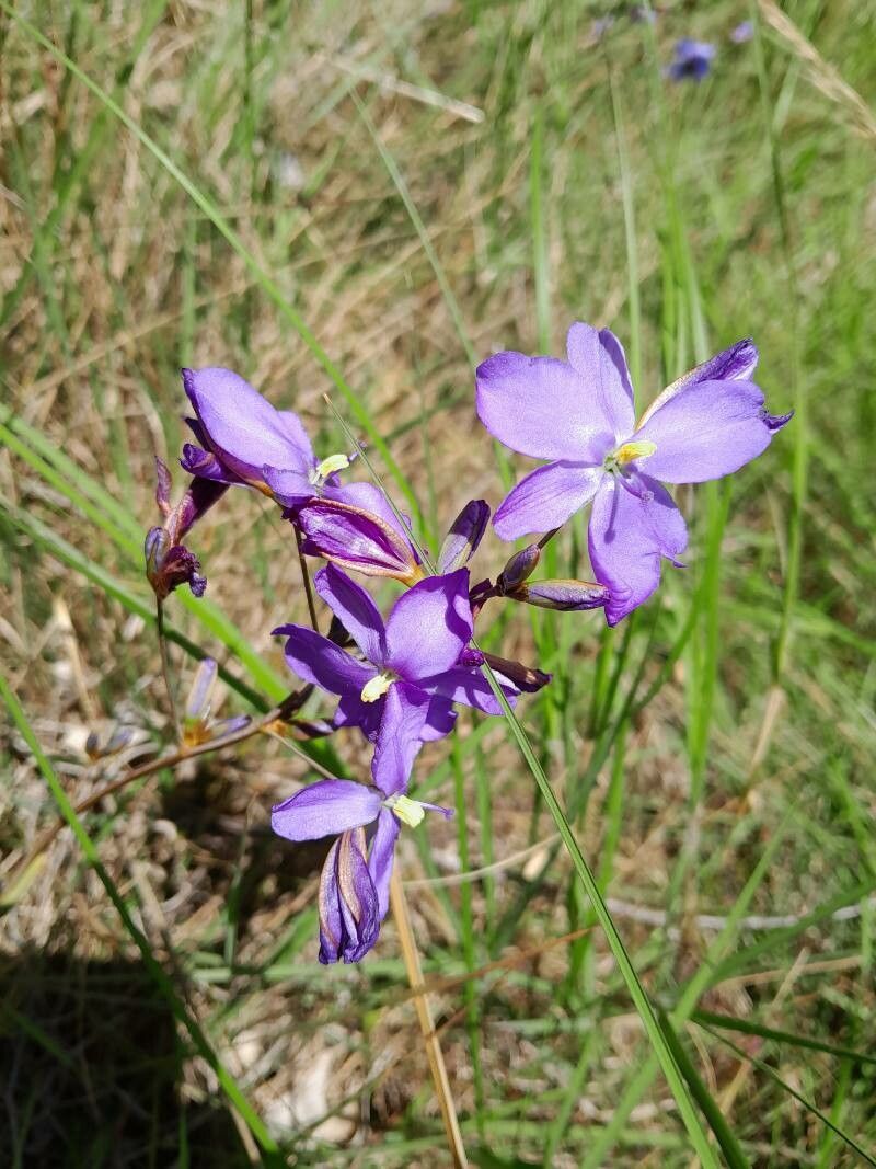 Aristea madagascariensis flower
