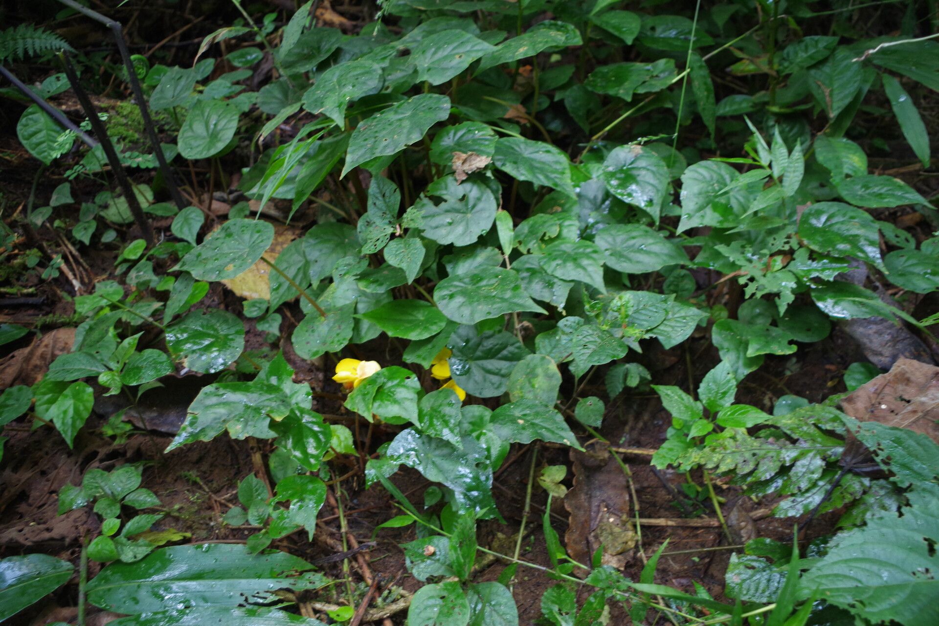 Begonia adpressa habit