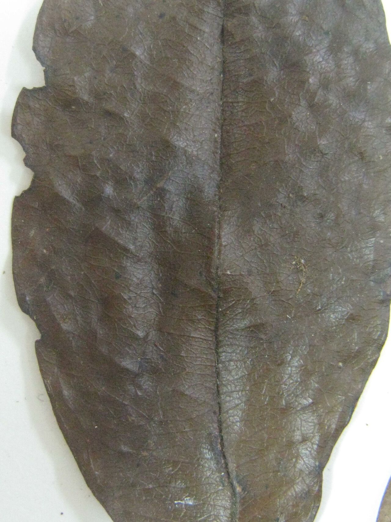 Eugenia galbaoensis — houseplant care guide