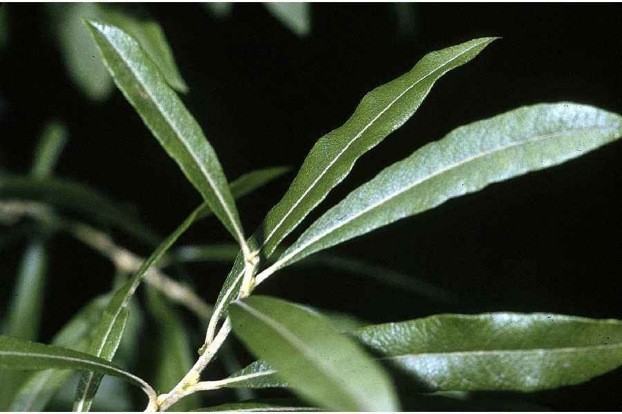 Salix humilis leaf