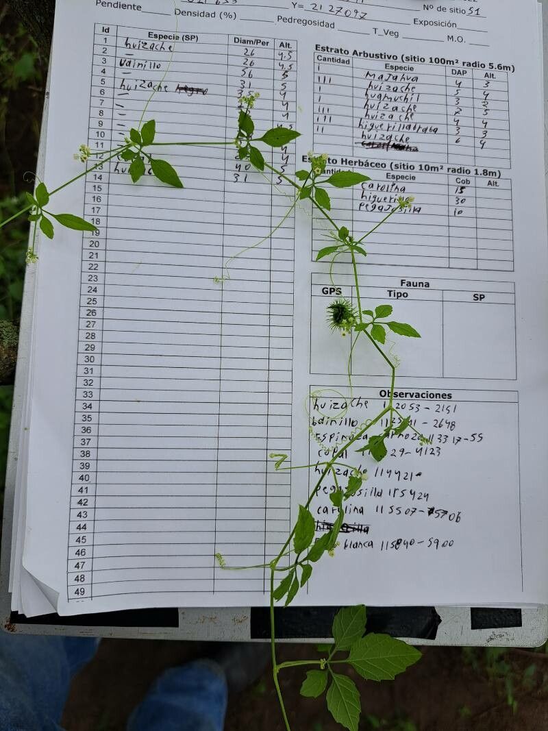 Cyclanthera langaei — related species from the same genus