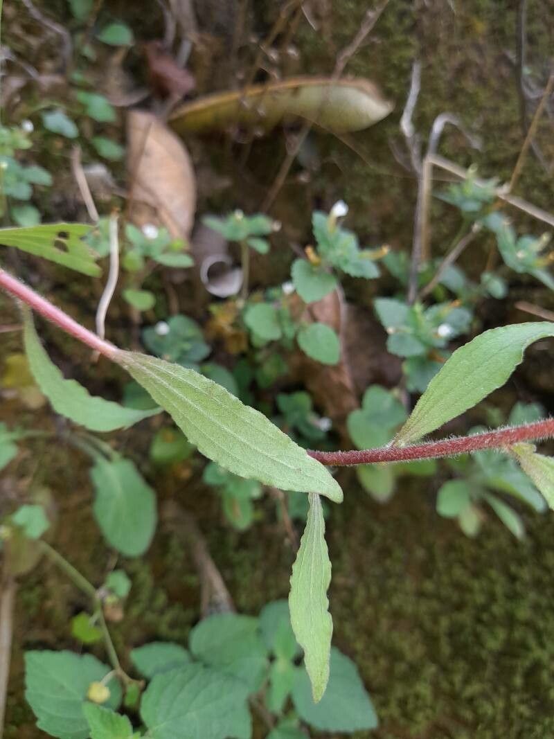 Castilleja arvensis leaf