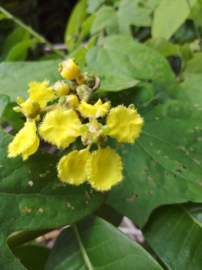 Stigmaphyllon ellipticum flower