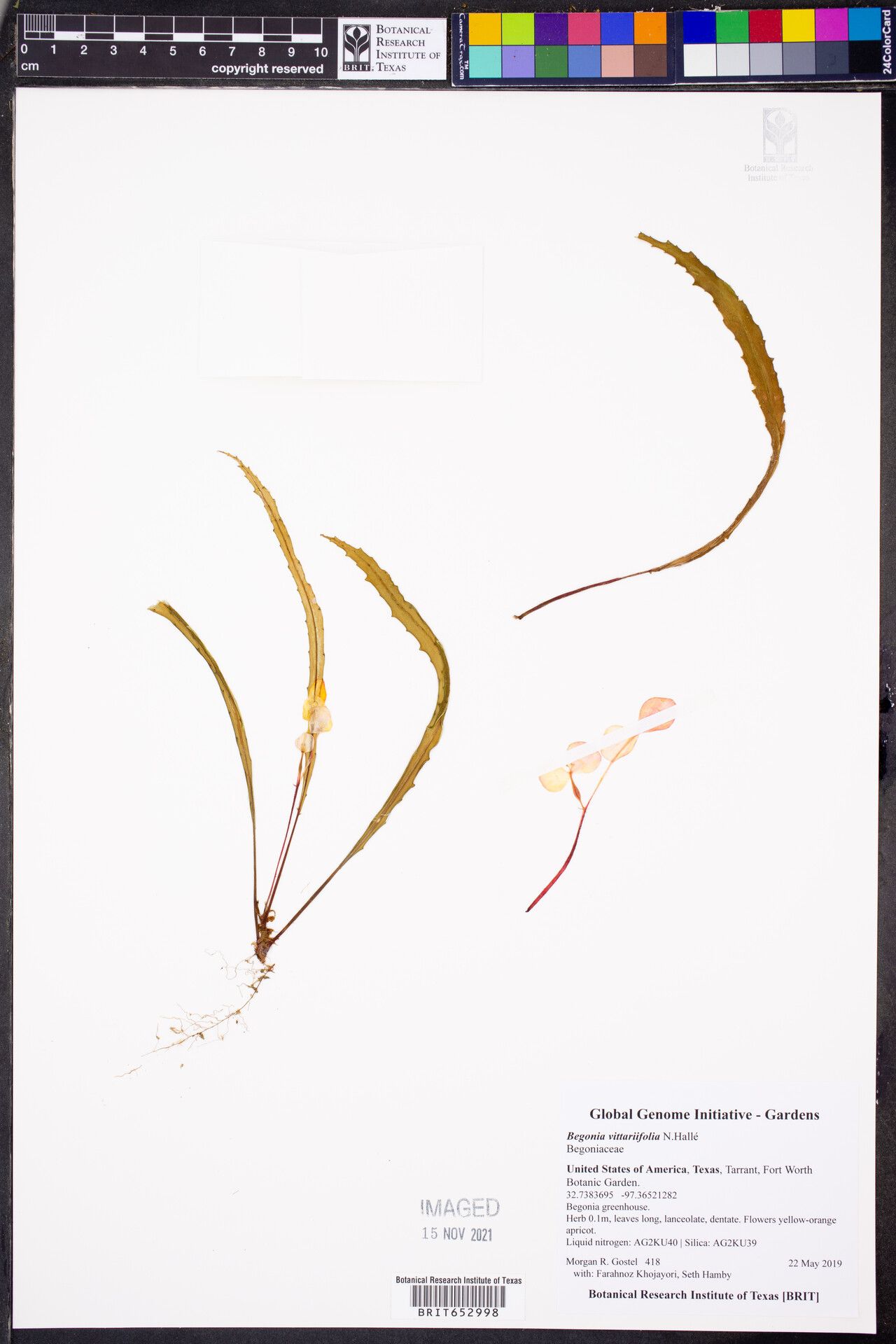 Begonia vittariifolia — houseplant care guide