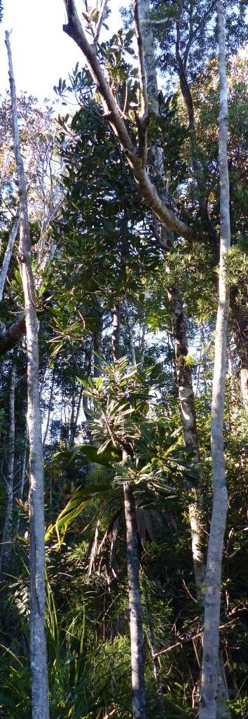 Sloanea haplopoda — houseplant care guide