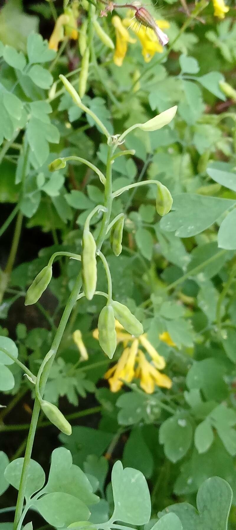 Pseudofumaria lutea fruit