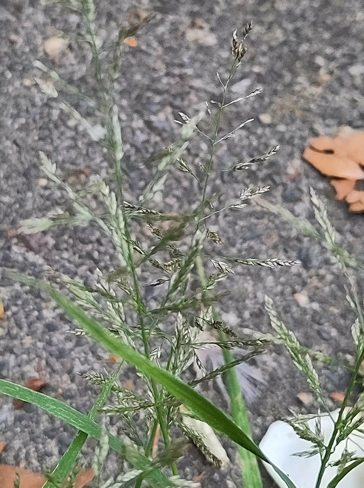 Eragrostis multicaulis flower
