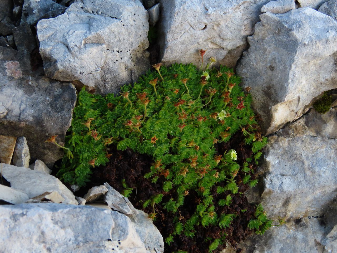Saxifraga sedoides habit