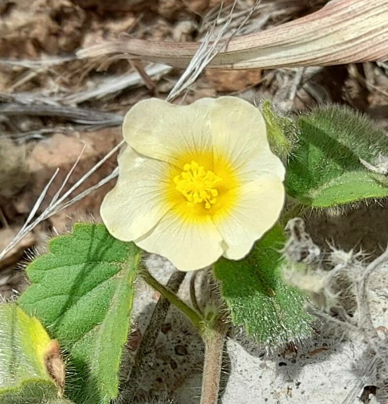 Sida argentina flower