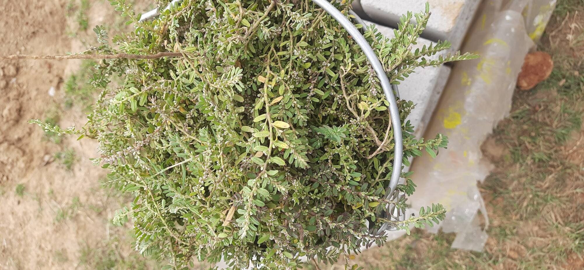 Polygonum plebeium — houseplant care guide