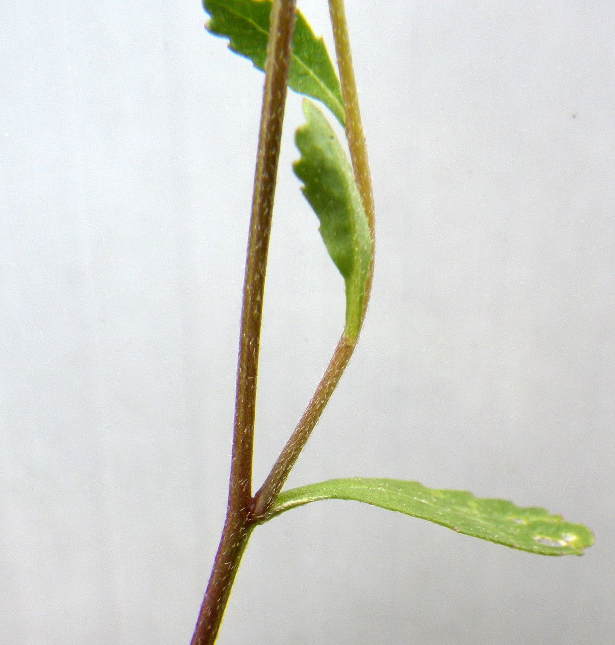 Brassica procumbens leaf