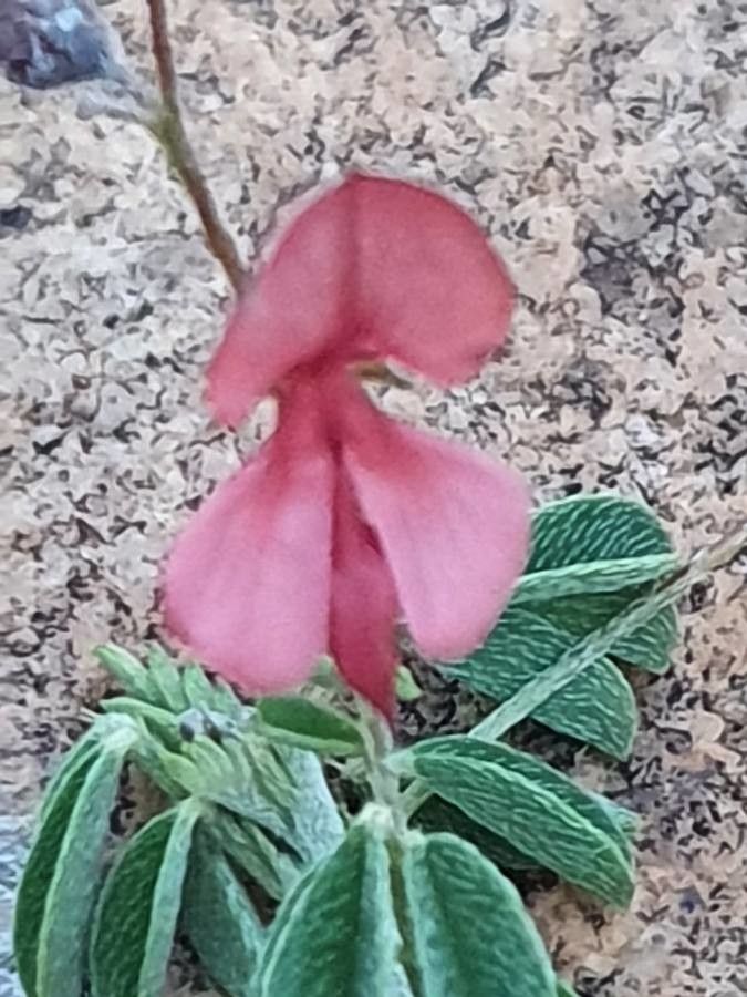 Indigofera vohemarensis flower