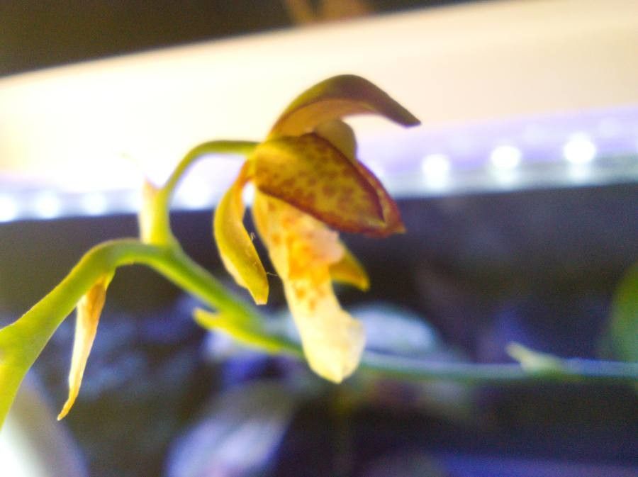 Leochilus carinatus flower